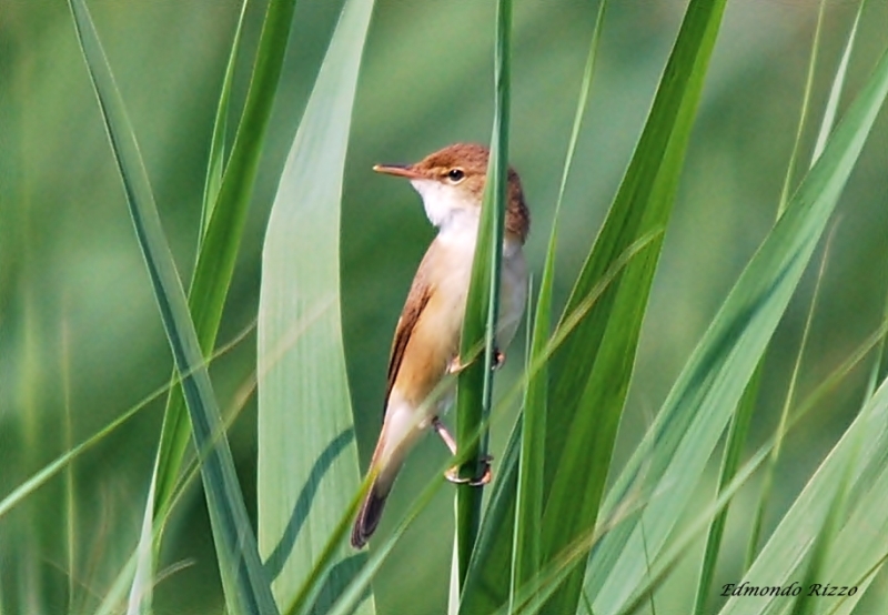 Cannaiola